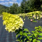 Hortenzia metlinatá (Hydrangea paniculata) ´PASTEL GREEN´® - výška 20-40 cm, kont. C2L
